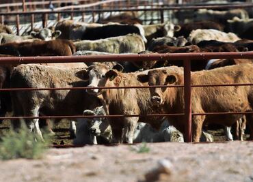 Ganaderos de EU se oponen al plan de Trump para importar más carne argentina