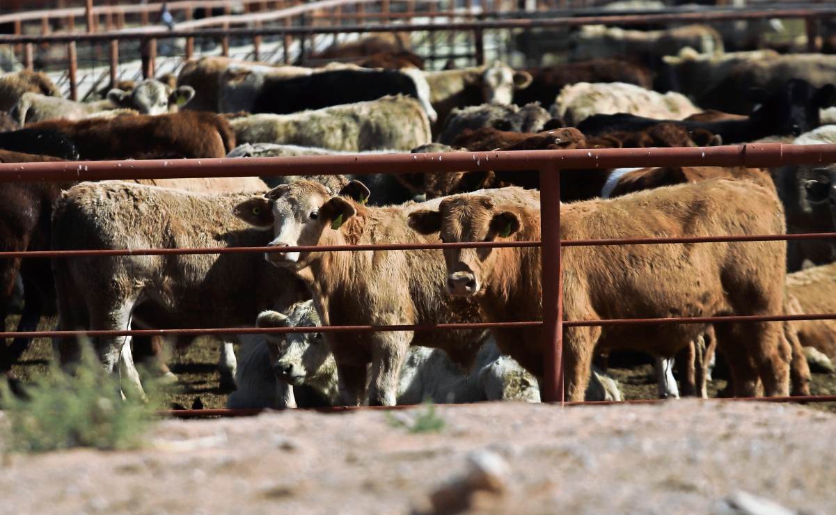 Ganaderos de EU se oponen al plan de Trump para importar más carne argentina | El Universal