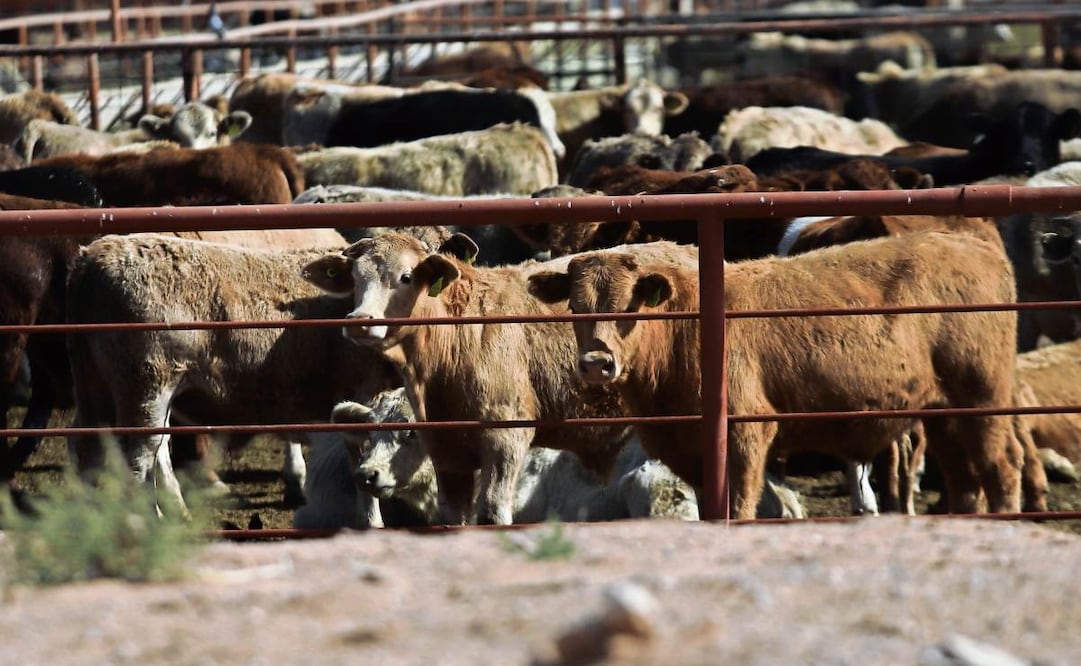 El CNA advirtió que el freno de exportaciones ganaderas a EU por 15 días tendría pérdidas de millones de dólares. Foto: Christian Torres/ EL UNIVERSAL