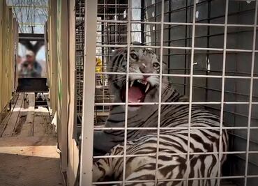 FOTOS: Por inseguridad, más de 700 animales del santuario Ostok de Culiacán se mudan a Mazatlán