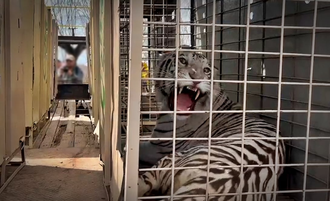 Más de 700 animales del Santuario Ostok de Culiacán se mudarán a un nuevo hogar en Mazatlán por la violencia y la falta de condiciones de seguridad, el martes 20 de mayo de 2025. Foto: especial