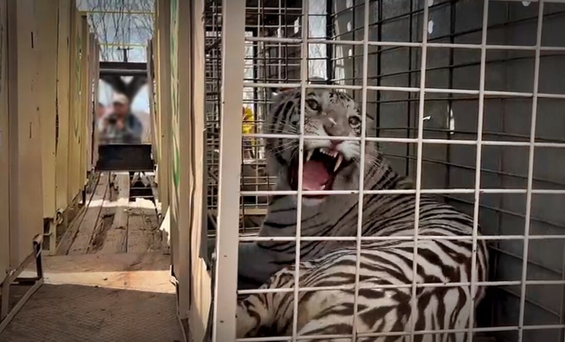 Más de 700 animales del Santuario Ostok de Culiacán se mudarán a un nuevo hogar en Mazatlán por la violencia y la falta de condiciones de seguridad, el martes 20 de mayo de 2025. Foto: especial