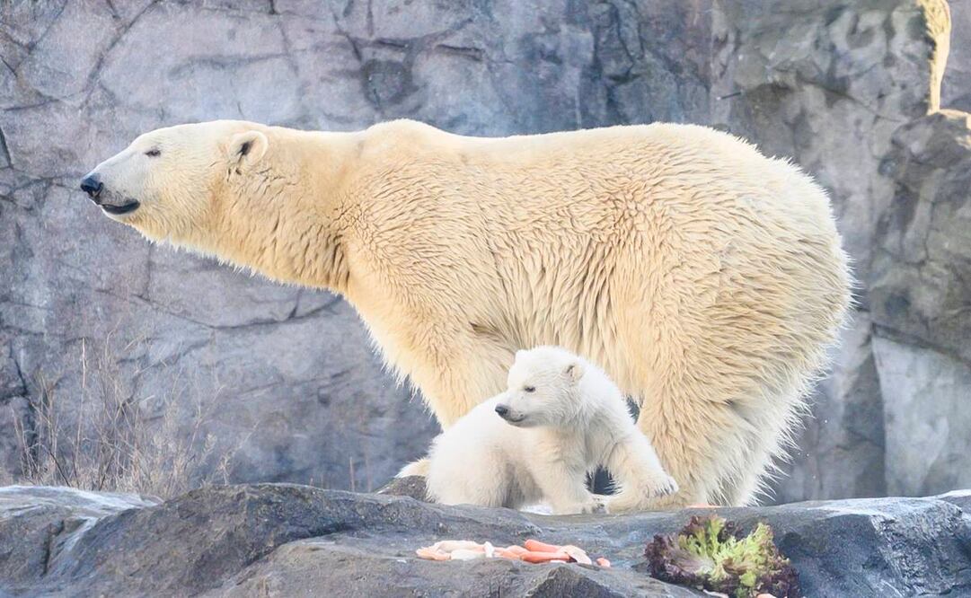 En su primer paseo hoy por el exterior del recinto, el oso polar se mostró muy activo y curioso (Fotos: EFE)