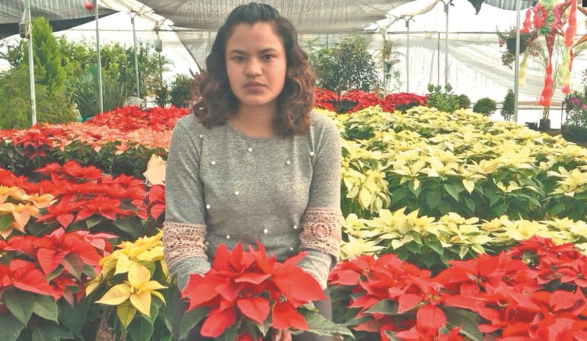 Ante la situación económica, las macetas que costaban 25 pesos son vendidas en 15. Hay gran variedad de Nochebuenas. Foto: ALMA RÍOS. EL UNIVERSAL