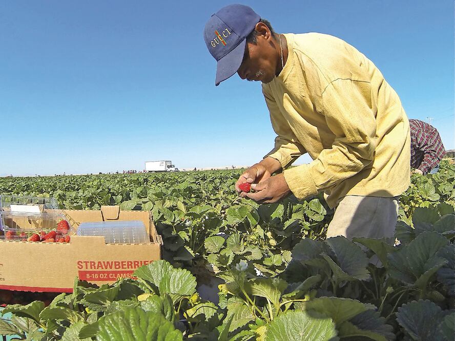 México se sitúa en la posición 23 de la OCDE en el tema de la estabilidad laboral, la probabilidad de perder el empleo y el costo para los trabajadores (ARCHIVO EL UNIVERSAL)