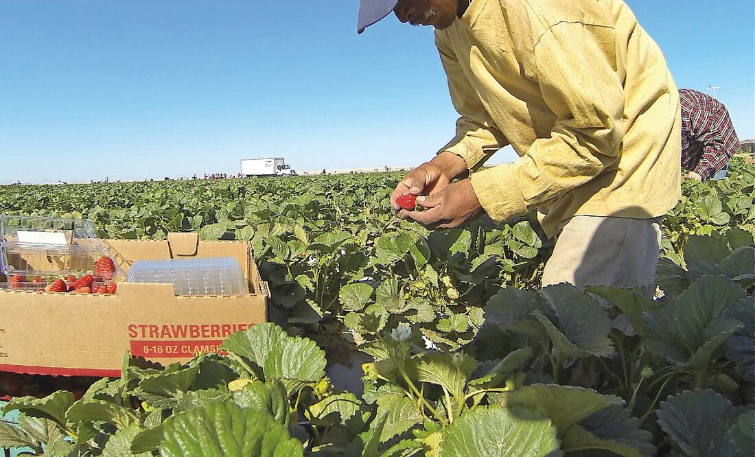 México se sitúa en la posición 23 de la OCDE en el tema de la estabilidad laboral, la probabilidad de perder el empleo y el costo para los trabajadores (ARCHIVO EL UNIVERSAL)