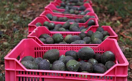 Mexican students create natural layer to protect avocados