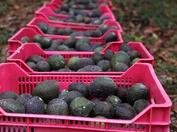 Mexican students create natural layer to protect avocados