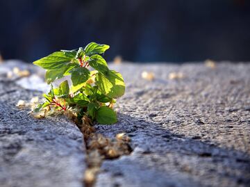 Proponen proteger áreas verdes desde la planeación urbana en la CDMX; diputada alerta sobre pérdida de masa forestal