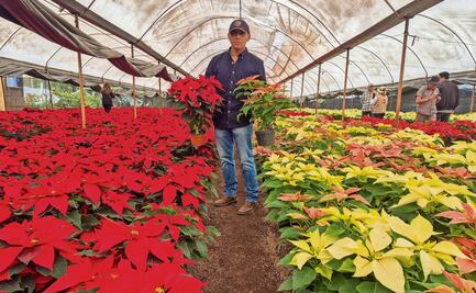 Inician venta de nochebuenas en CDMX