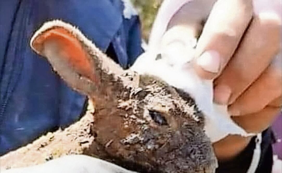 Luchan por sobrevivir