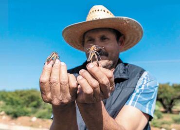Plaga de chapulines preocupa a agricultores