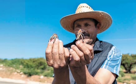 Plaga de chapulines preocupa a agricultores