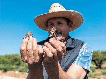Plaga de chapulines preocupa a agricultores