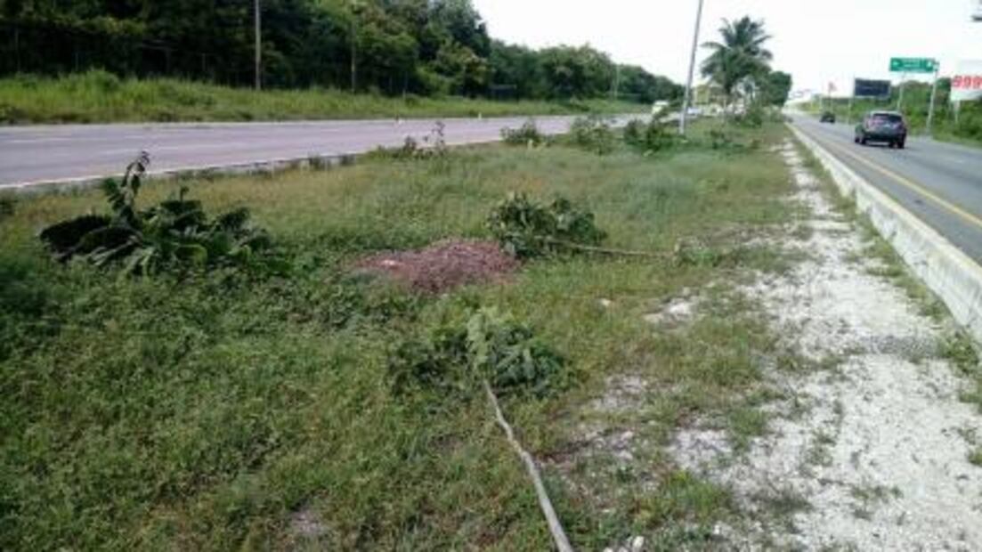 Denuncian tala de 500 árboles en tramo carretero de Q.Roo