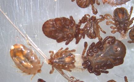 Secuencian primer genoma de garrapata transmisora de varias enfermedades