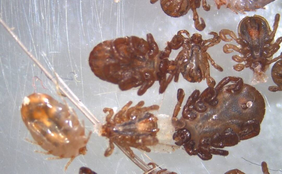 Las características descubiertas en este genoma proporcionan información detallada sobre los procesos parasitarios únicos de las garrapatas. Foto: Archivo