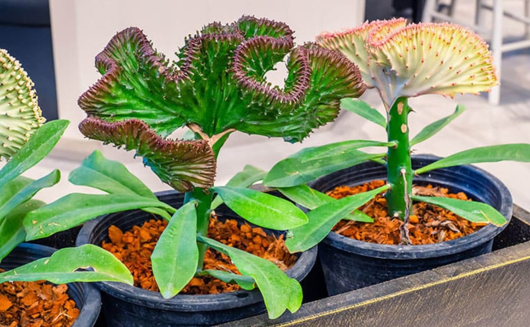 Euphorbia lactea, la planta de interior llamativa y fácil de cuidar. Fuente: Freepik.