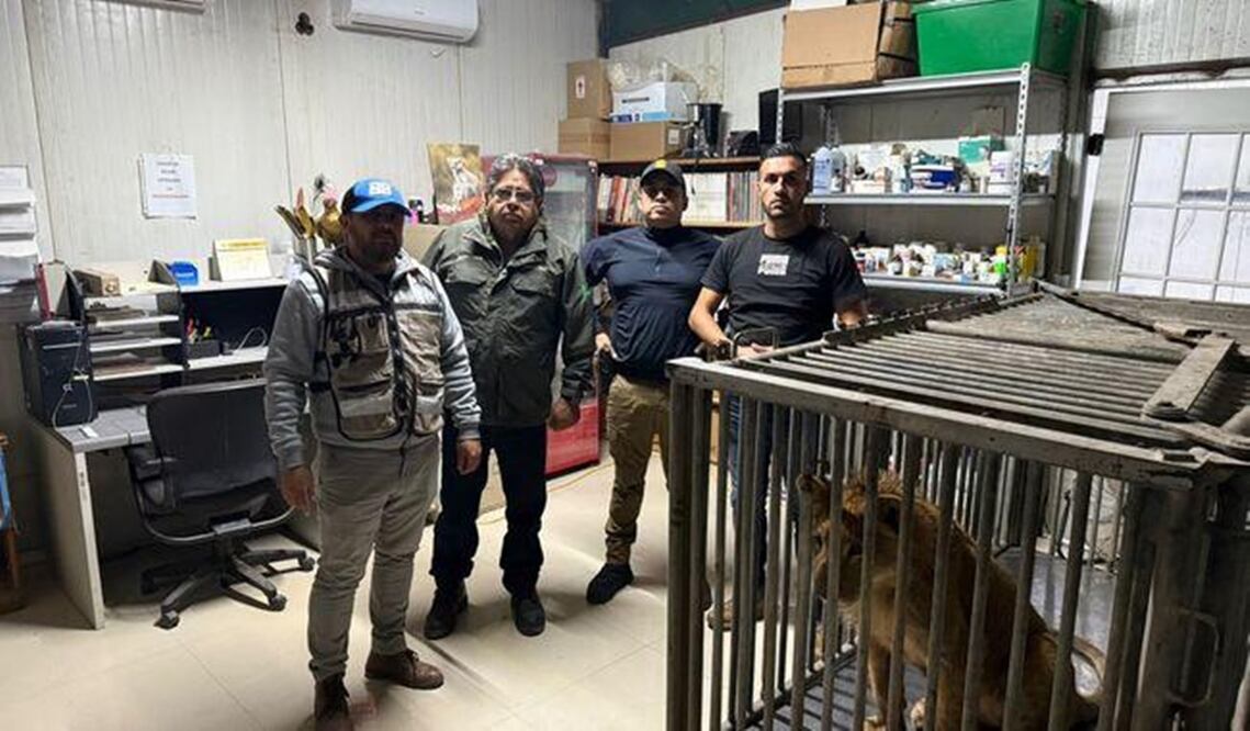 El ejemplar es atendido por autoridades tras ser encontrado en malas condiciones en un inmueble de Tijuana. Foto: Especial