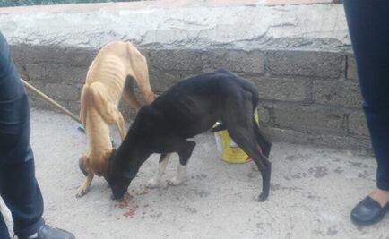 Rescatan a 12 perros moribundos en Oaxaca