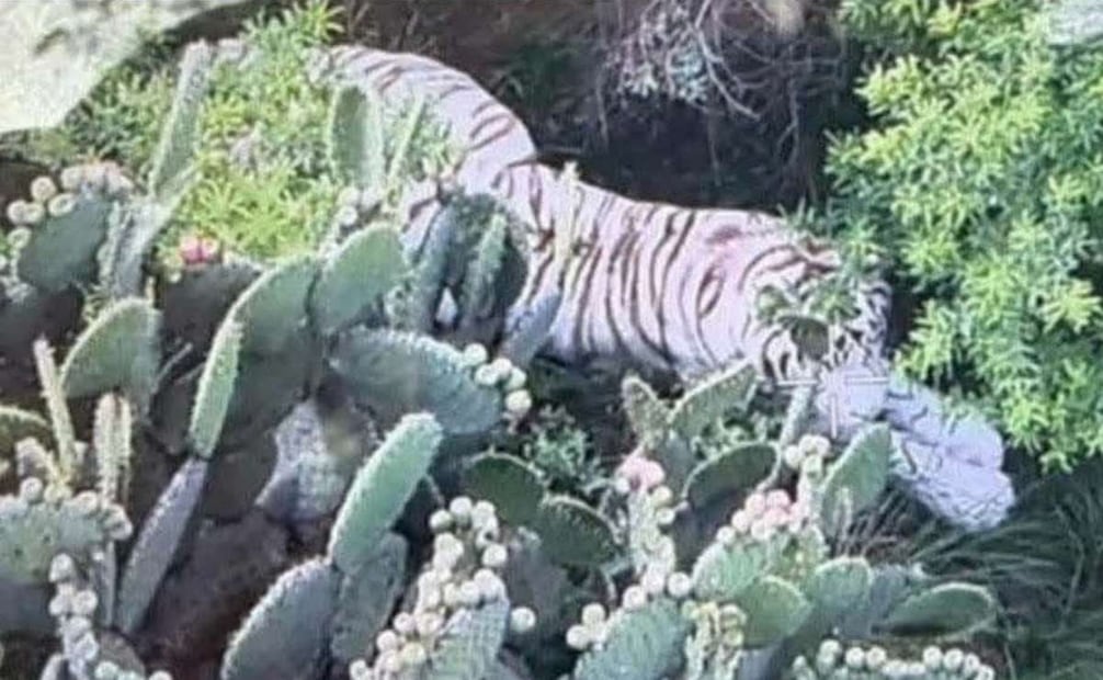 Protección Civil del Estado de México dio a conocer que se está haciendo uso de tecnología y equipo especializado. Foto: Especial
