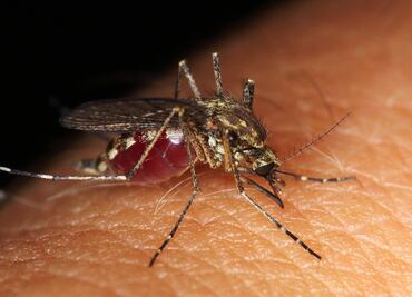 Urgen a tomar medidas preventivas para combatir proliferación del dengue en Sinaloa