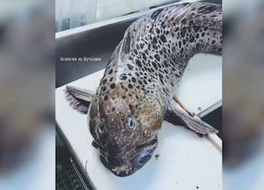 Hallan extraño pez en el fondo del mar con dientes humanos