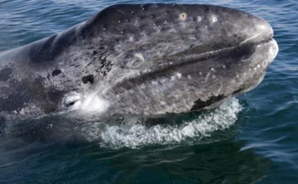 Llega la ballena gris a costas mexicanas