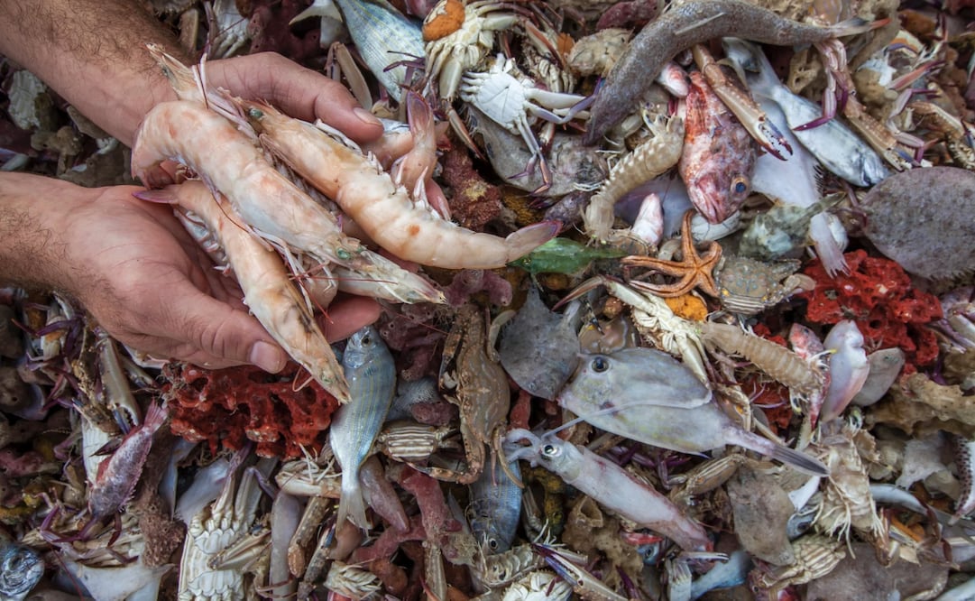 La pesca de arrastre es actualmente una de las prácticas de pesca más disruptivas y destructivas. Foto: Aaron Gekoski