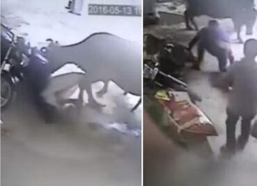 Vaca impide golpiza a mujer, lo más leído