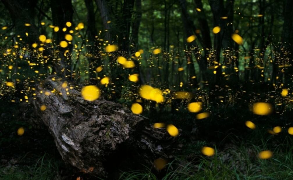 Si vas al Santuario de las Luciérnagas, NO hagas esto