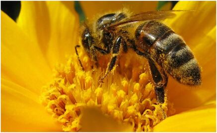 Google avisará de los niveles de polen en el aire