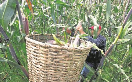 Productores de 5 estados exigen a Gobierno   federal aumento en precios de garantía del maíz