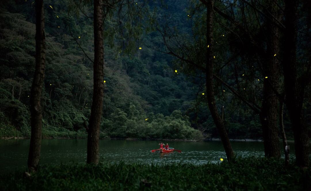 La temporada de luciérnagas va de finales de mayo hasta agosto. Foto: Ayuntamiento de Tlatlauquitepec