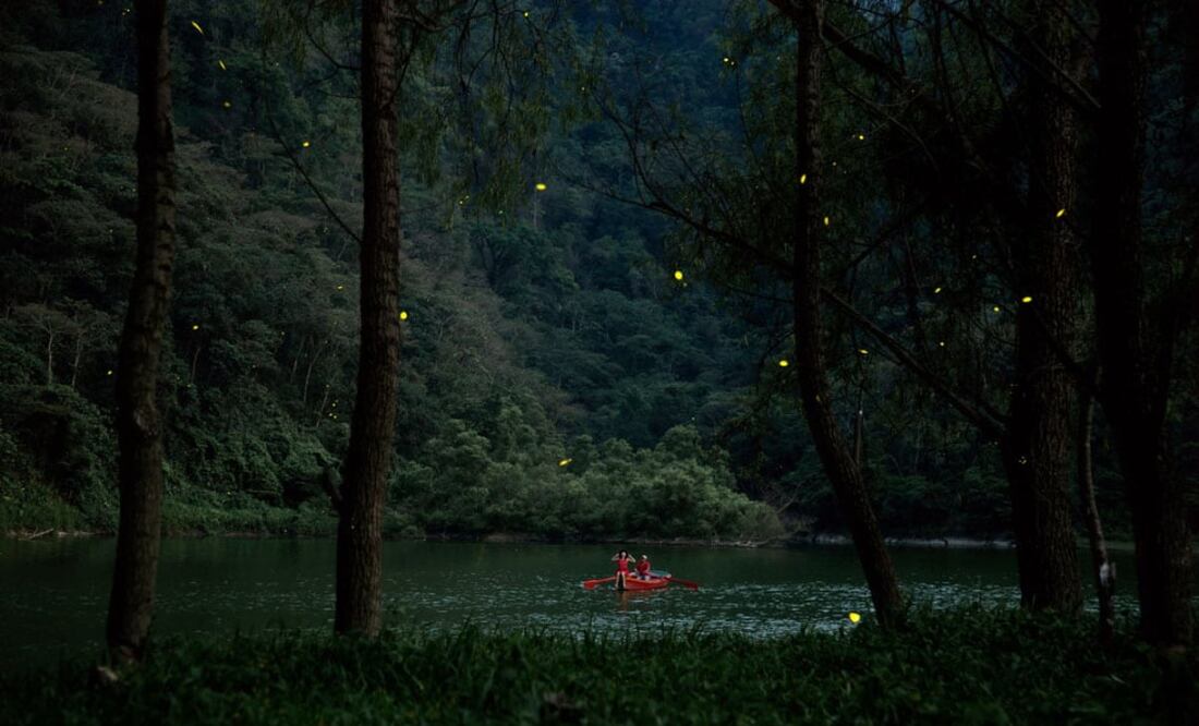 La temporada de luciérnagas va de finales de mayo hasta agosto. Foto: Ayuntamiento de Tlatlauquitepec