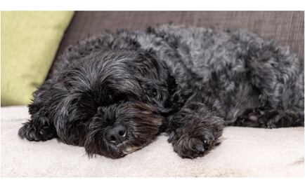 Mujer noruega muere al contraer rabia de perro que rescató en Filipinas