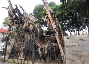 El verdadero árbol de "La Noche Triste" está en Naucalpan, no en Tacuba