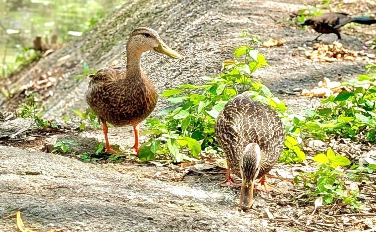 Un pato silvestre no se instala en agua sucia, y regresó a Huayamilpas