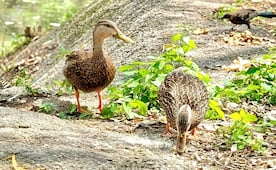 Regresa el pato mexicano al lago Huayamilpas; avanza recuperación del ecosistema en Coyoacán