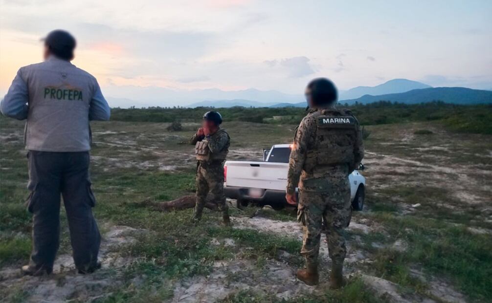 312 mil 371 ejemplares de tortuga marina golfina lograron depositar sus huevos en las costas de playa La Escobilla y playa Morro Ayutla. Foto: Profepa