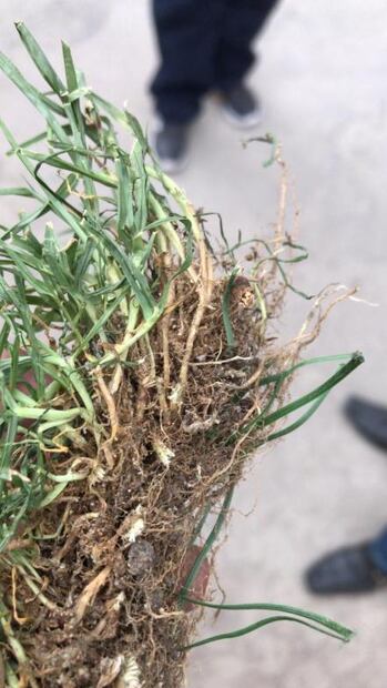 Seguirá el pasto híbirdo en el Estadio Azteca