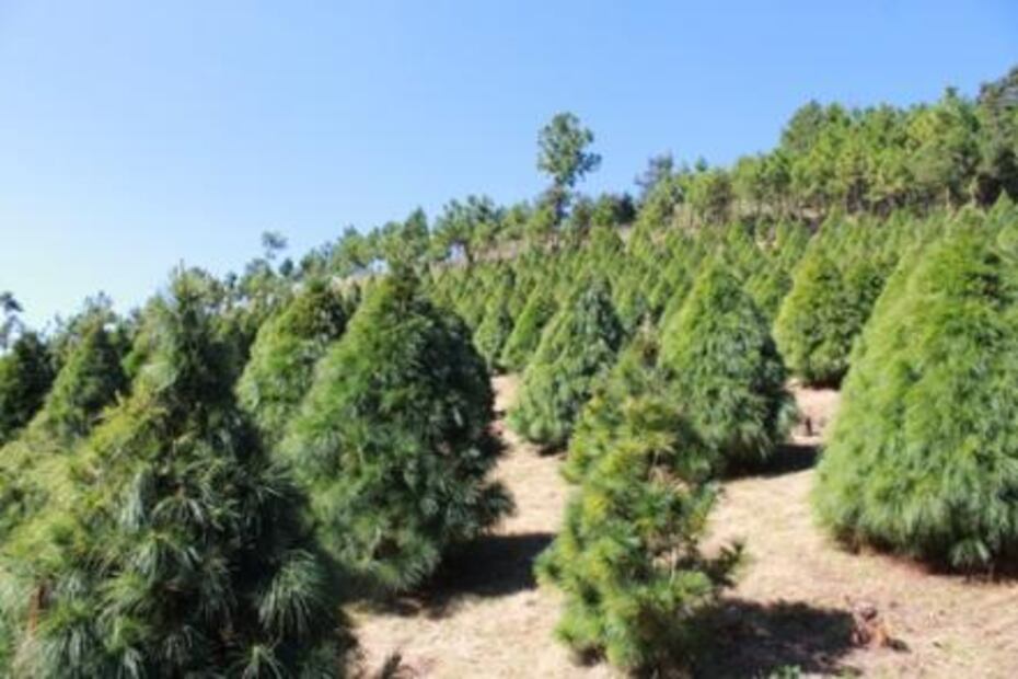 Productores mexicanos comercializan 700 mil árboles de Navidad