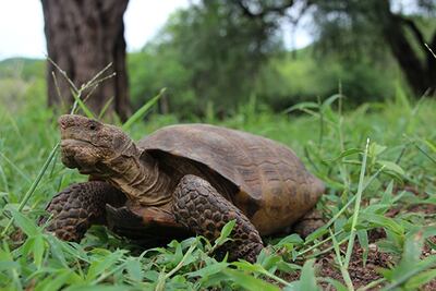 Descubren nueva especie de tortuga en desierto de Sonora