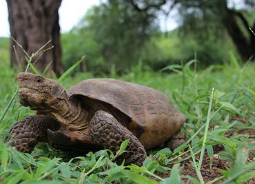 Descubren nueva especie de tortuga en desierto de Sonora
