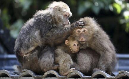 Los macacos tiene la anatomía para hablar como humanos