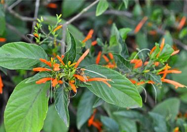 La planta mexicana que podría tener propiedades anticancerígenas