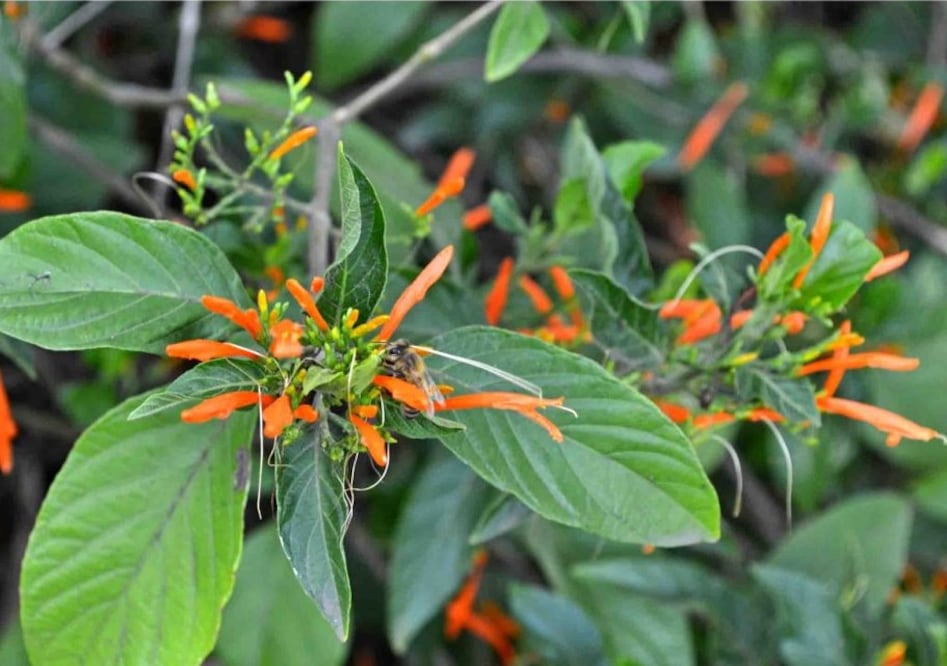 Conoce los beneficios de esta planta mexicana. Foto: Unidad de Informática del Instituto de Química UNAM