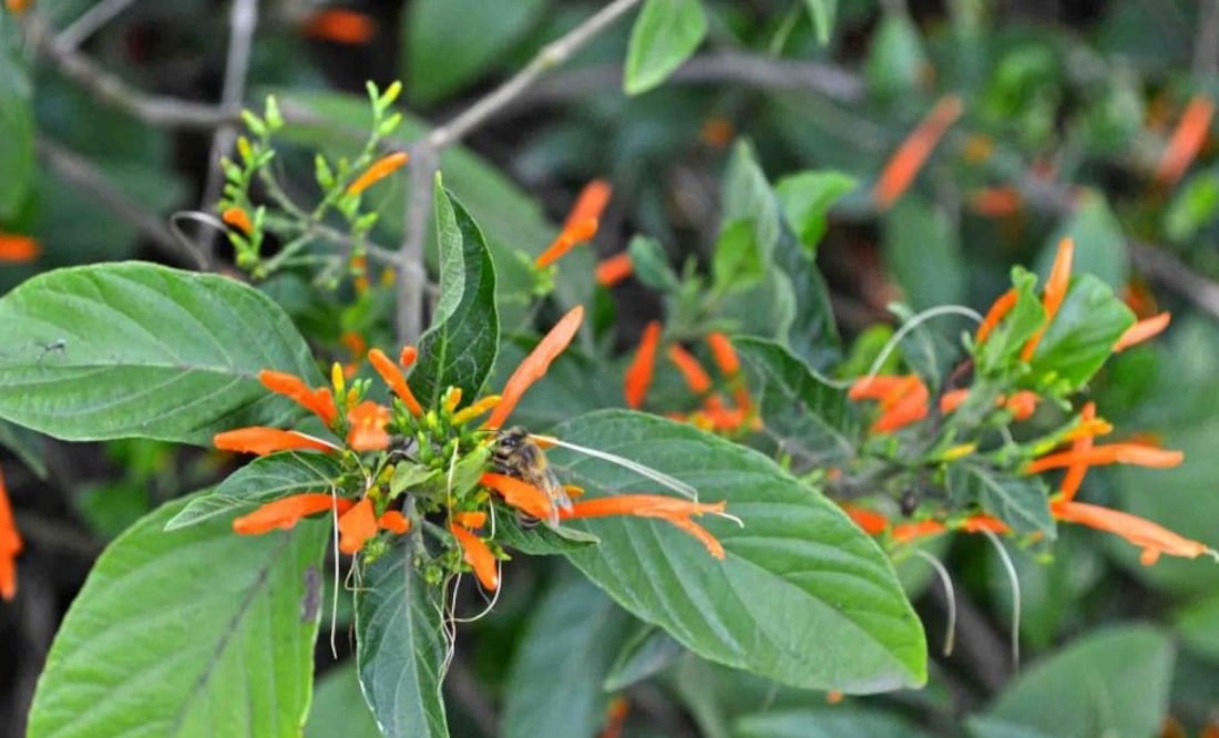 Conoce los beneficios de esta planta mexicana. Foto: Unidad de Informática del Instituto de Química UNAM