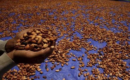 North American cocoa grind takes biggest plunge in six-and-a-half years