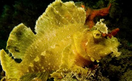 Ratas y cucarachas de mar dominarán los océanos en el futuro